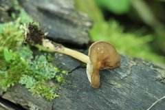 Gymnopus ocior