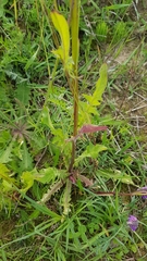 Crepis biennis