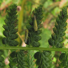 Eupteryx filicum