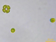 Chlamydomonas