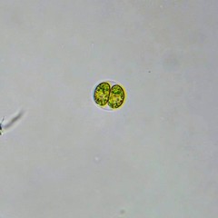 Chlamydomonas