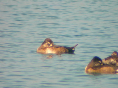 iNaturalist observation photo of Ring-necked Duck