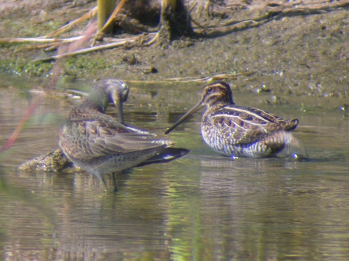 iNaturalist observation photo of Wilson's Snipe