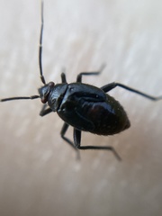 Polymerus nigrita