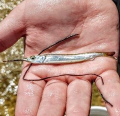 Hyporhamphus