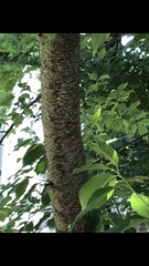 Prunus
