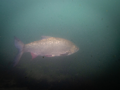Leuciscus idus