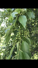 Prunus