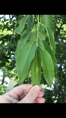 Prunus