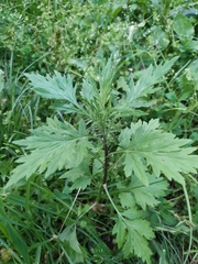 Artemisia vulgaris
