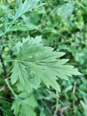 Artemisia vulgaris