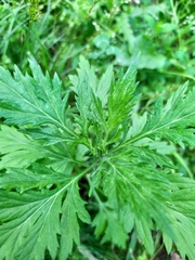 Artemisia vulgaris