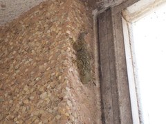 Tarentola mauritanica