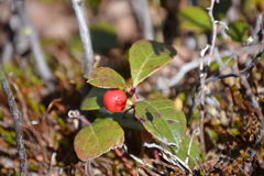 Gaultheria procumbens image