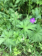 Geranium collinum