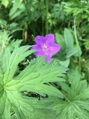 Geranium collinum