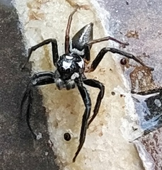 Hyllus ramadanii
