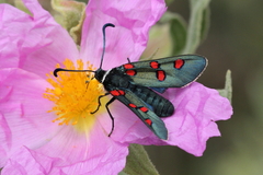 Zygaena lavandulae