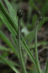 Pilosella schultesii