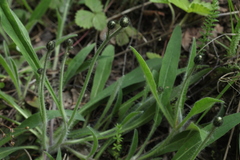 Pilosella schultesii