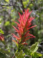 Castilleja miniata oblongifolia