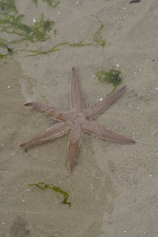 Luidia penangensis