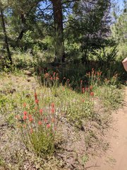 Castilleja miniata oblongifolia