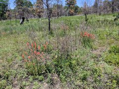 Castilleja miniata oblongifolia