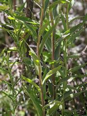 Castilleja miniata oblongifolia