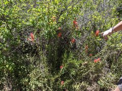 Castilleja miniata oblongifolia