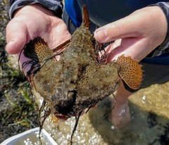 Ogcocephalus cubifrons