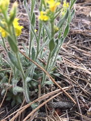 Draba aurea