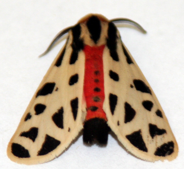 Apantesis proxima