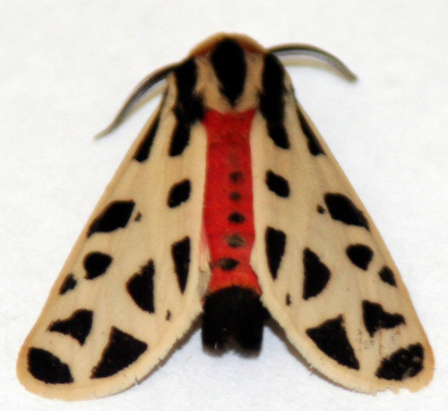 Mexican Tiger Moth