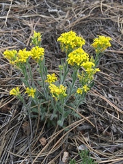 Draba aurea