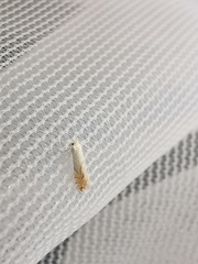 Phyllonorycter harrisella