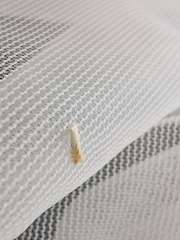 Phyllonorycter harrisella