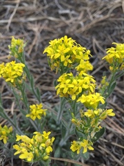 Draba aurea
