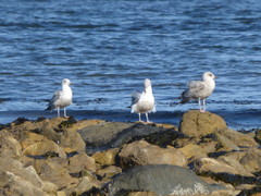 Larus argentatus