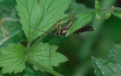 Amblyteles armatorius