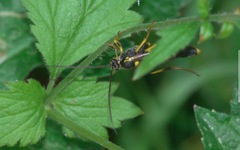 Amblyteles armatorius