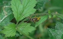 Amblyteles armatorius