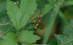 Amblyteles armatorius