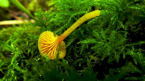 Hygrocybe parvula
