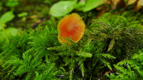 Hygrocybe parvula (Photo 2 of 2)