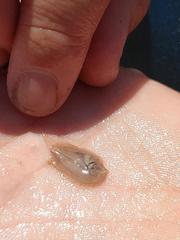 Trinectes maculatus