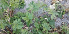 Potentilla tobolensis
