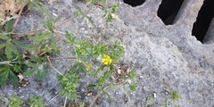 Potentilla tobolensis