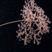 Euryalidae - Photo NOAA, sin restricciones conocidas de derechos (dominio publico)