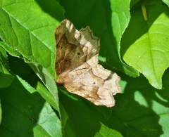 Metarranthis refractaria